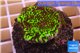 Montipora green & purple polyps 2-4 cm WYSIWYG acclimaté
