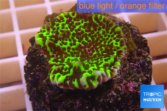 Montipora green & purple polyps 2-4 cm WYSIWYG acclimaté