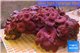 Discosoma red blue + cultured live rocks 20-30 cm WYSIWYG acclimaté