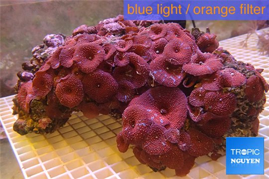 Discosoma red blue + cultured live rocks 20-30 cm WYSIWYG acclimaté
