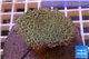 Sarcophyton long polyps 5-8 cm WYSIWYG acclimaté