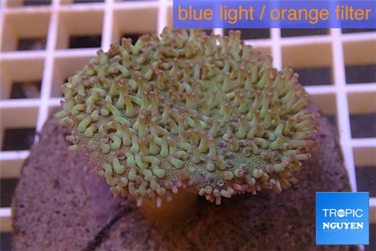 Sarcophyton long polyps 5-8 cm WYSIWYG acclimaté