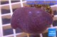 Sarcophyton erenberghi white polyps 4-6 cm WYSIWYG acclimaté