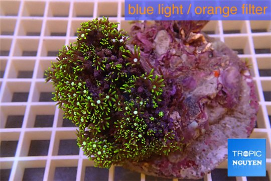 Pachyclavularia neon green 7-10 cm WYSIWYG acclimaté