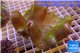 Sarcophyton full neon green polyps Australia 7-12 cm WYSIWYG acclimaté