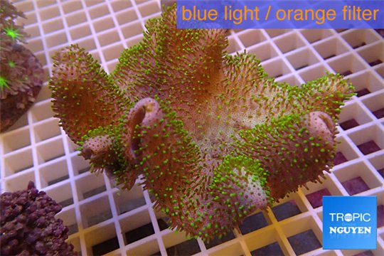 Sarcophyton full neon green polyps Australia 7-12 cm WYSIWYG acclimaté