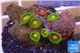 Zoanthus sunset kiwi 2-3 cm WYSIWYG acclimaté