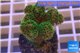 Pocillopora green 2-3 cm WYSIWYG acclimaté