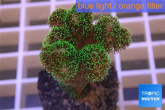 Pocillopora green 2-3 cm WYSIWYG acclimaté