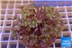 Clavularia papaya orange green 8-12 cm WYSIWYG acclimaté