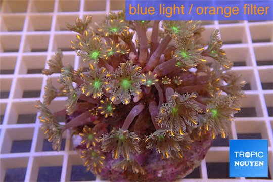 Clavularia papaya orange green 8-12 cm WYSIWYG acclimaté