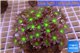 Clavularia papaya purple green 8-12 cm WYSIWYG acclimaté
