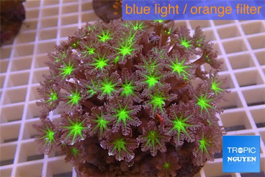 Clavularia papaya purple green 8-12 cm WYSIWYG acclimaté