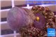 Sarcophyton baby erenberghi white polyps 2-3 cm WYSIWYG acclimaté