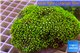 Pachyclavularia neon green 8-12 cm WYSIWYG acclimaté
