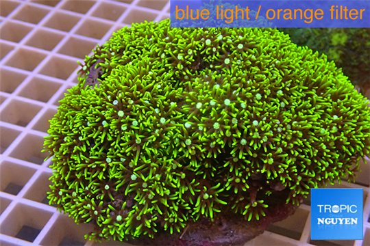 Pachyclavularia neon green 8-12 cm WYSIWYG acclimaté