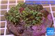 Ricordea yuma purple green 7-10 cm WYSIWYG acclimaté