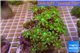 Clavularia papaya golden green 8-12 cm WYSIWYG acclimaté