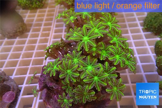 Clavularia papaya golden green 8-12 cm WYSIWYG acclimaté