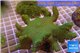 Lobophytum greeny 8-12 cm WYSIWYG acclimaté