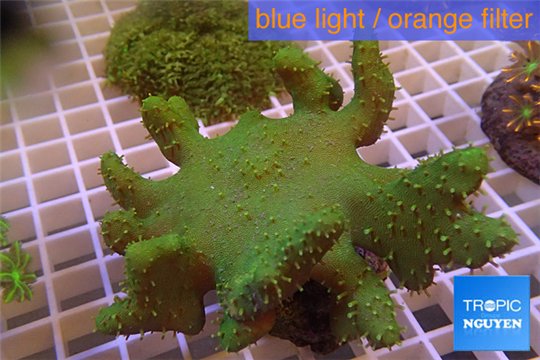 Lobophytum greeny 8-12 cm WYSIWYG acclimaté