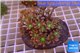 Clavularia papaya orange green 8-12 cm WYSIWYG acclimaté