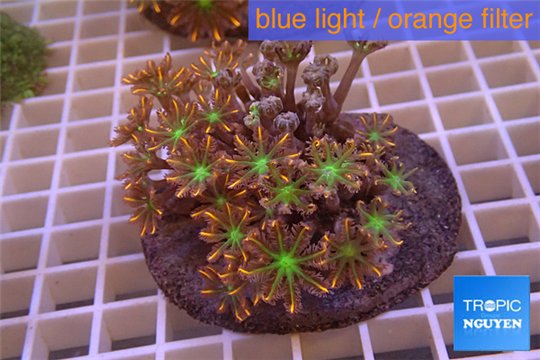 Clavularia papaya orange green 8-12 cm WYSIWYG acclimaté