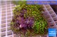Pachyclavularia neon green 8-12 cm WYSIWYG acclimaté