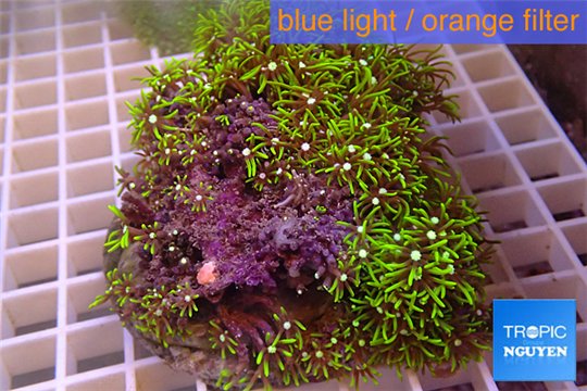 Pachyclavularia neon green 8-12 cm WYSIWYG acclimaté