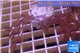 Xenia long polyps 4-6 cm WYSIWYG acclimaté