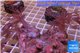 Xenia long polyps 7-8 cm WYSIWYG acclimaté
