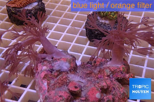 Xenia long polyps 7-8 cm WYSIWYG acclimaté