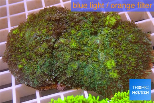 Rhodactis green big leaf 3 polyps WYSIWYG acclimaté