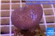 Sarcophyton baby erenberghi white polyps 2-4 cm WYSIWYG acclimaté