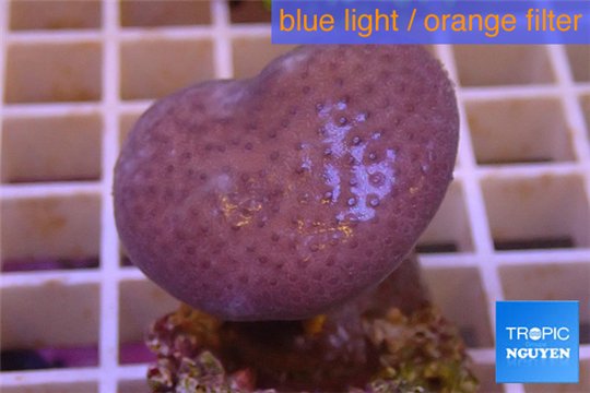 Sarcophyton baby erenberghi white polyps 2-4 cm WYSIWYG acclimaté