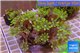 Clavularia papaya golden green 8-12 cm WYSIWYG acclimaté