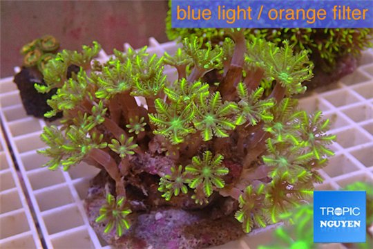 Clavularia papaya golden green 8-12 cm WYSIWYG acclimaté