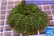 Rhodactis green big leaf 5-8 cm WYSIWYG acclimaté