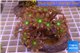 Clavularia papaya orange green 8-12 cm WYSIWYG acclimaté