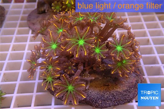 Clavularia papaya orange green 8-12 cm WYSIWYG acclimaté