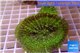 Rhodactis green big leaf 3 polyps WYSIWYG acclimaté