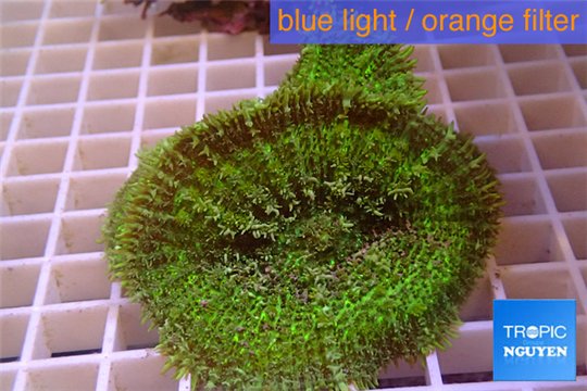 Rhodactis green big leaf 3 polyps WYSIWYG acclimaté