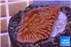 Montipora red & purple plyps 2-3 cm WYSIWYG acclimaté