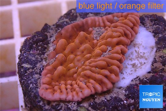 Montipora red & purple plyps 2-3 cm WYSIWYG acclimaté
