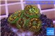 Zoanthus mystic 1-2 cm WYSIWYG acclimaté
