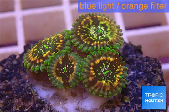 Zoanthus mystic 1-2 cm WYSIWYG acclimaté