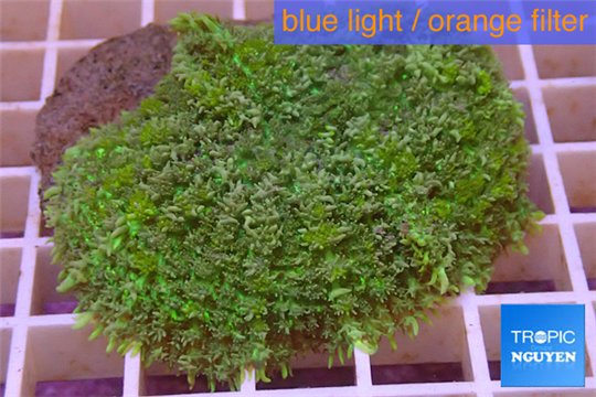 Rhodactis green big leaf 2 polyps WYSIWYG acclimaté