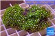 Pachyclavularia neon green 4-6 cm WYSIWYG acclimaté