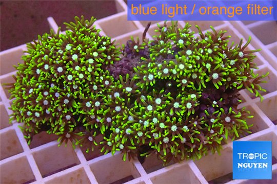 Pachyclavularia neon green 4-6 cm WYSIWYG acclimaté