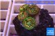 Zoanthus mystic 1-2 cm WYSIWYG acclimaté